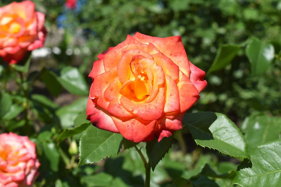 Відкриття воркаут-майданчика в Красилівці. Фото