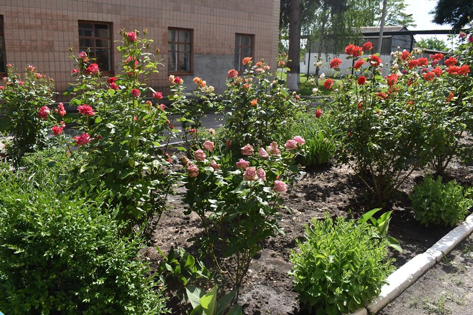 Відкриття воркаут-майданчика в Красилівці. Фото