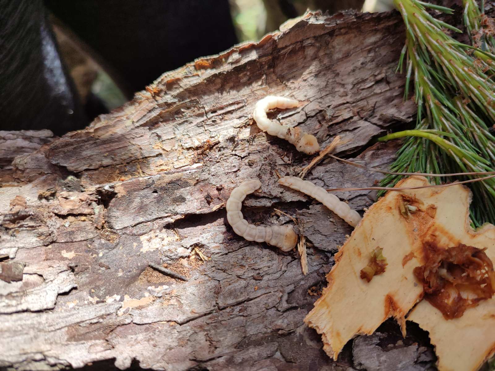 наметові таборівки на Київщині. фото