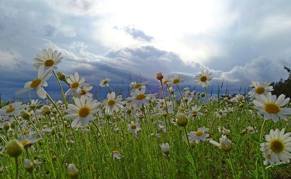 чемпіонат України зі спортивного орієнтування, Переяслав. фото чемпіонат України зі спортивного орієнтування, Переяслав. фото